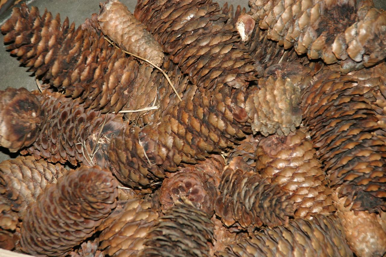 Bergdohle *