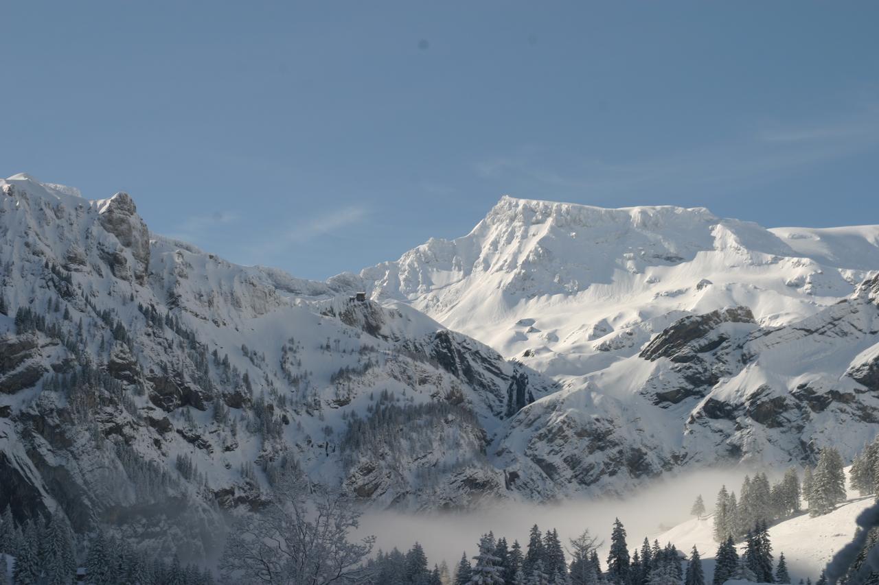 Bergdohle Adelboden