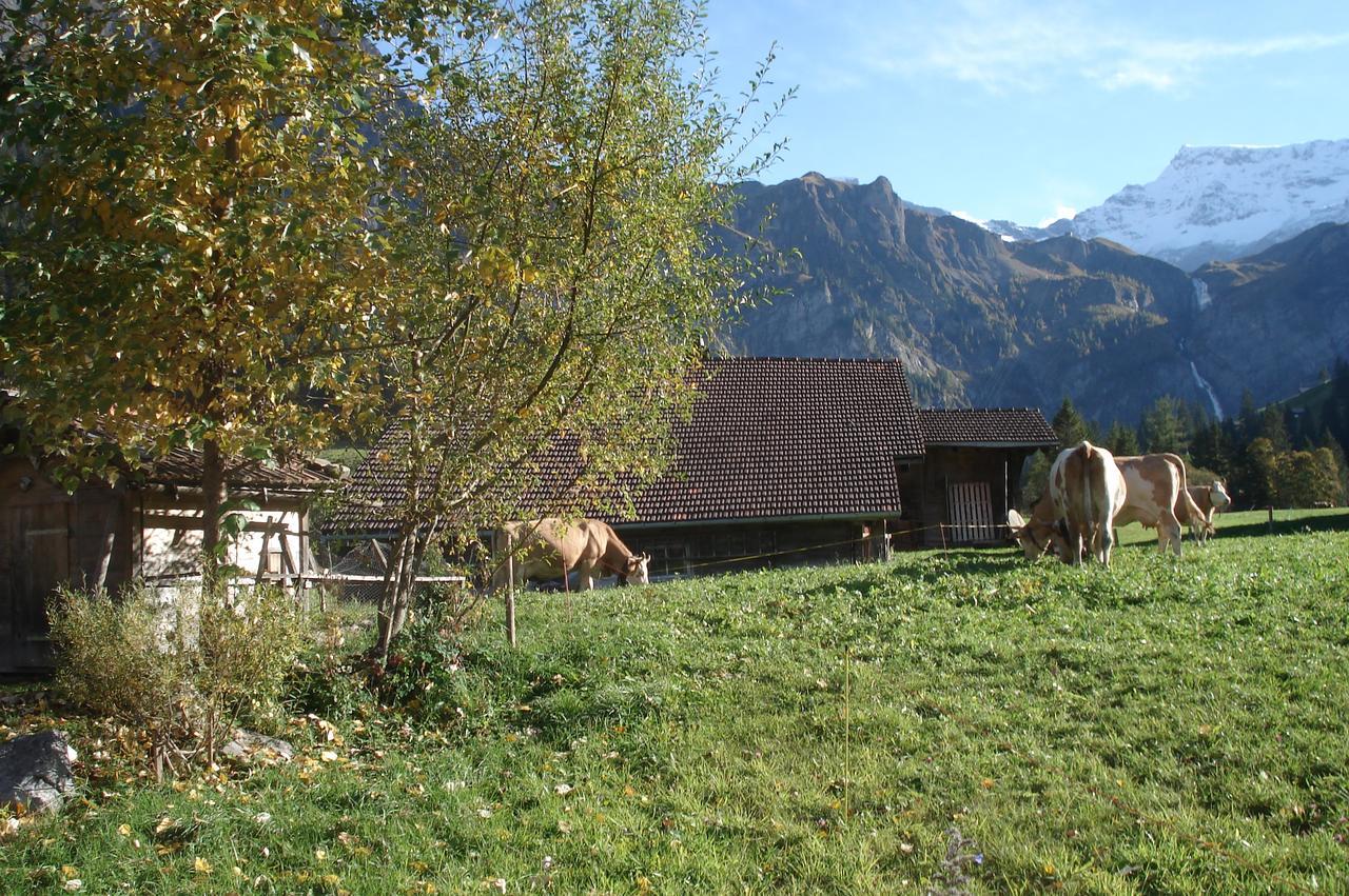 Bergdohle *